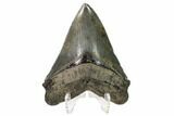 Serrated, Fossil Megalodon Tooth - South Carolina #161654-2